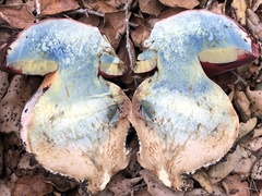 Rubroboletus eastwoodiae