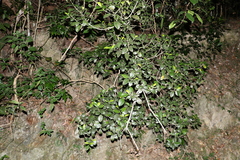 Acronychia pauciflora