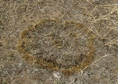 Selaginella rupestris