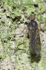 Sylvicola neozelandicus