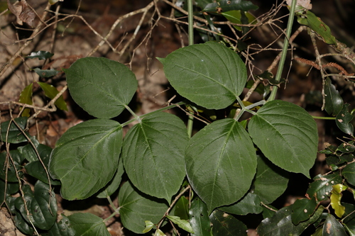 Image of Cayratia acris by (c) Greg Tasney, some rights reserved (CC BY-SA)