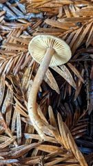 Inocybe cinnamomea