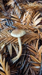 Inocybe cinnamomea