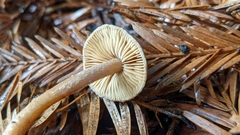 Inocybe cinnamomea