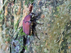 Allorrhina cornifrons