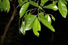 Ficus fraseri