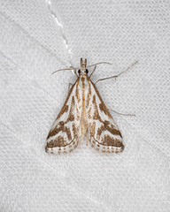 Sedenia rupalis