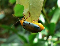 Exora obsoleta