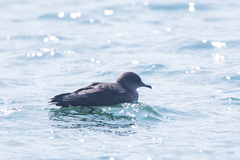 Ardenna tenuirostris