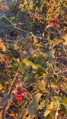 Smilax aspera
