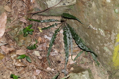 Asplenium attenuatum