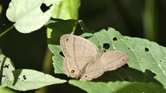 Cissia pompilia
