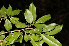 Casearia multinervosa