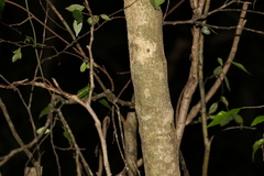 Casearia multinervosa