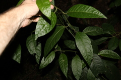Deeringia arborescens