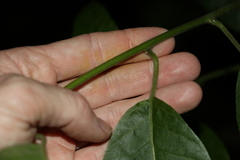 Deeringia arborescens