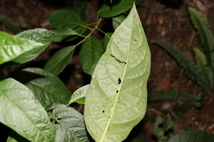 Deeringia arborescens