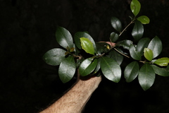 Acronychia pauciflora