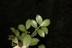 Acronychia pauciflora