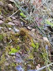 Imbribryum subapiculatum