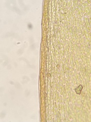 Imbribryum subapiculatum