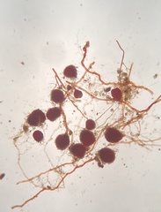 Imbribryum subapiculatum
