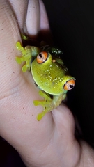 Aplastodiscus leucopygius