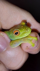 Aplastodiscus leucopygius