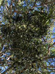 Dendrophthora bermejae