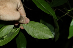 Ficus fraseri