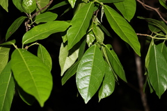 Ficus fraseri