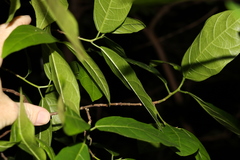 Ficus fraseri
