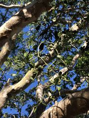 Dendrophthora bermejae