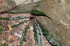 Asplenium attenuatum