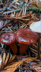 Lactarius atrobadius
