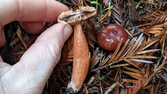 Lactarius atrobadius