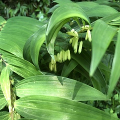 Polygonatum falcatum