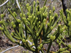 Dacrydium araucarioides