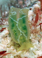 Elysia obtusa
