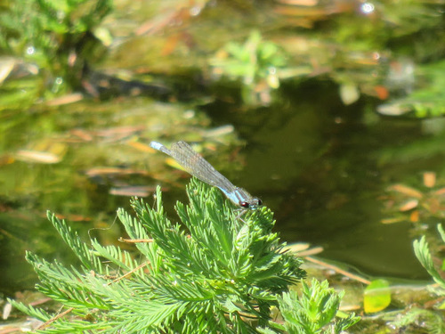 Acanthagrion lancea