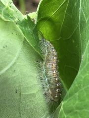 Melanis leucophlegma