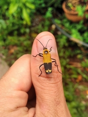 Chauliognathus subapicalis