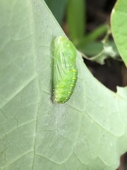 Melanis leucophlegma