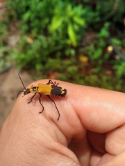 Chauliognathus subapicalis