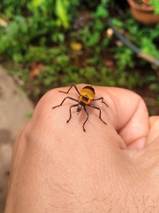 Chauliognathus subapicalis