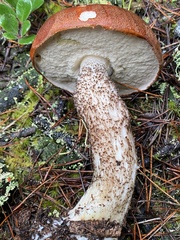 Leccinum largentii