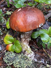Leccinum largentii