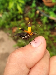 Chauliognathus subapicalis