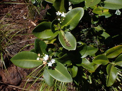 Melodinus balansae