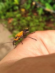 Chauliognathus subapicalis